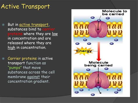 Active transport must function continuously because - The second transport method is still considered active because it depends on the use of energy as does primary transport . Primary active transport moves ions across a membrane, creating an electrochemical gradient …